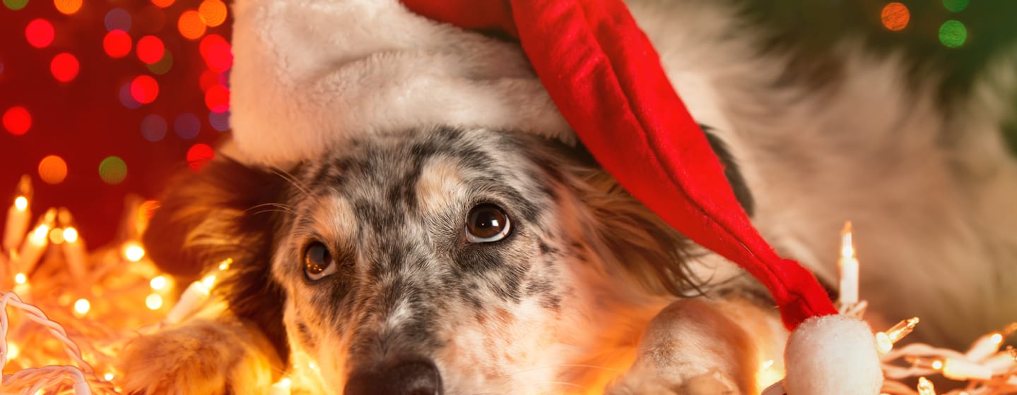 Read more about the article Handy tips to help navigate the holiday season